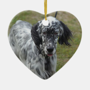 Ornamento De Cerâmica Cão bonito do setter inglês