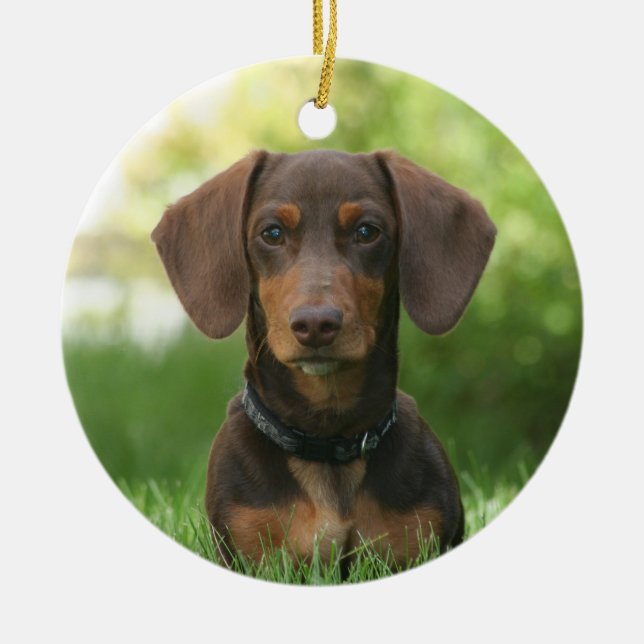 Ornamento De Cerâmica Cão de Dachshund de Chocolate (Frente)