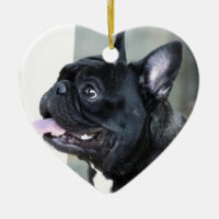 Cão do buldogue francês