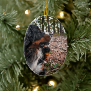 Ornamento De Cerâmica cão-montanha bernês na floresta