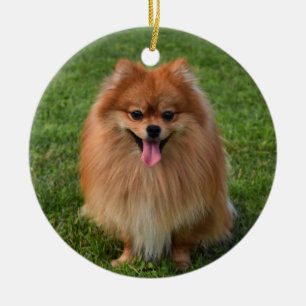 Ornamento De Cerâmica Cão-Puppinho Fluffy Pomeranian