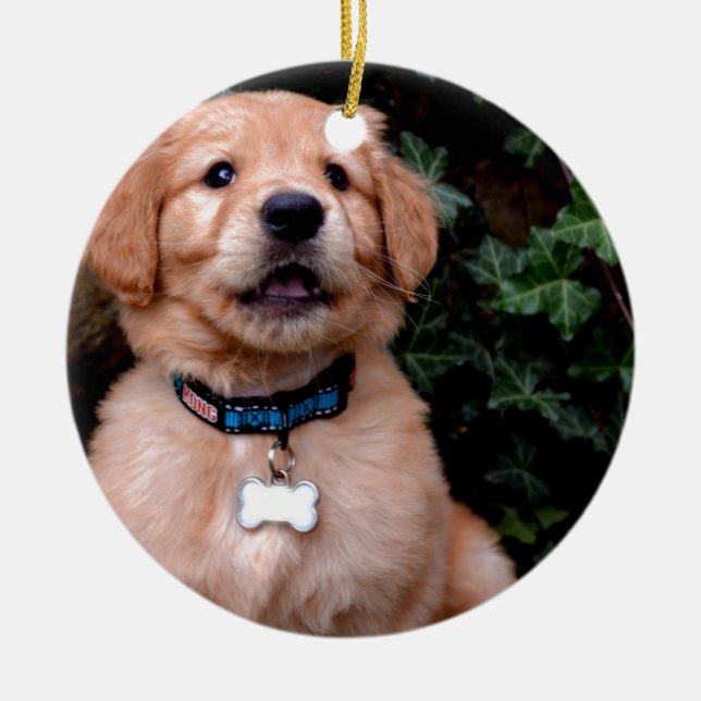 Ornamento De Cerâmica Cãozinho-Ouro-do-cão-gato-do-vômito (Frente)