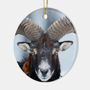 Ornamento De Cerâmica Carneiros da ram do Big Horn - Mouflon