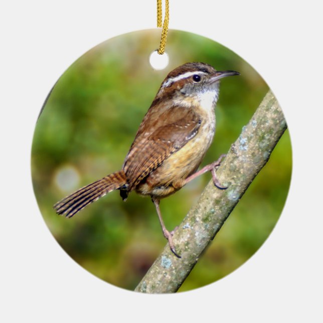 Ornamento De Cerâmica Carolina Wren Ornament (Frente)