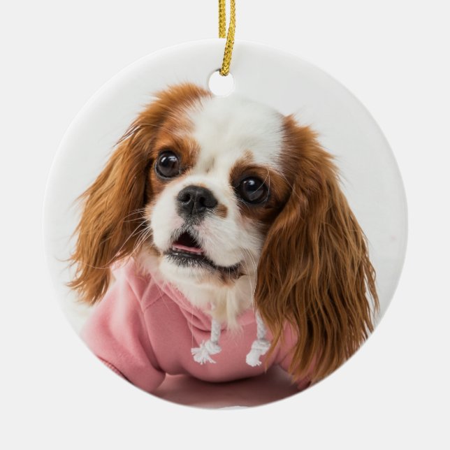 Ornamento De Cerâmica Cavalier King Charles Spaniel na Jaqueta rosa (Frente)