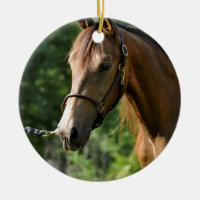 Cavalo de Morgan do Buckskin