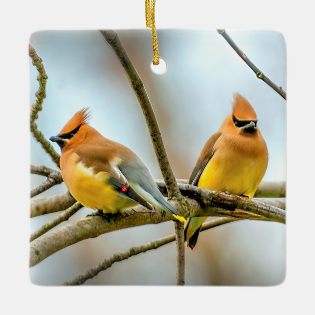 Ornamento De Cerâmica Cedar Waxwing - Foto Original (Frente)