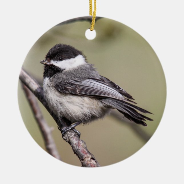 Ornamento De Cerâmica Chickadee Preto-tampado (Frente)