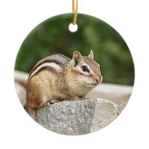 Chipmunk numa pedra