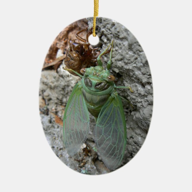 Ornamento De Cerâmica Cicada na Parede (Frente)