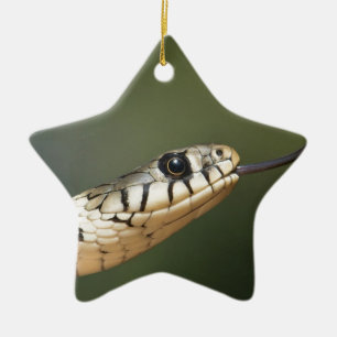 Ornamento De Cerâmica Cobra-de-água