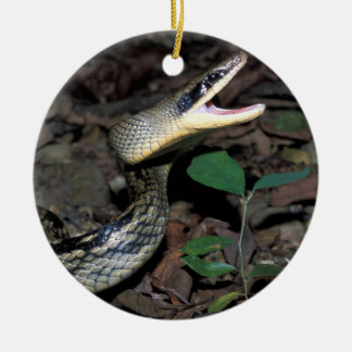Ornamento De Cerâmica Cobra de rato da beleza