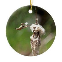 Colibri que constrói um ninho