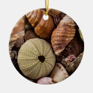 Ornamento De Cerâmica Conchas marítimas