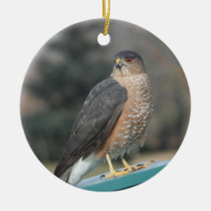 Ornamento De Cerâmica Coopers Hawk