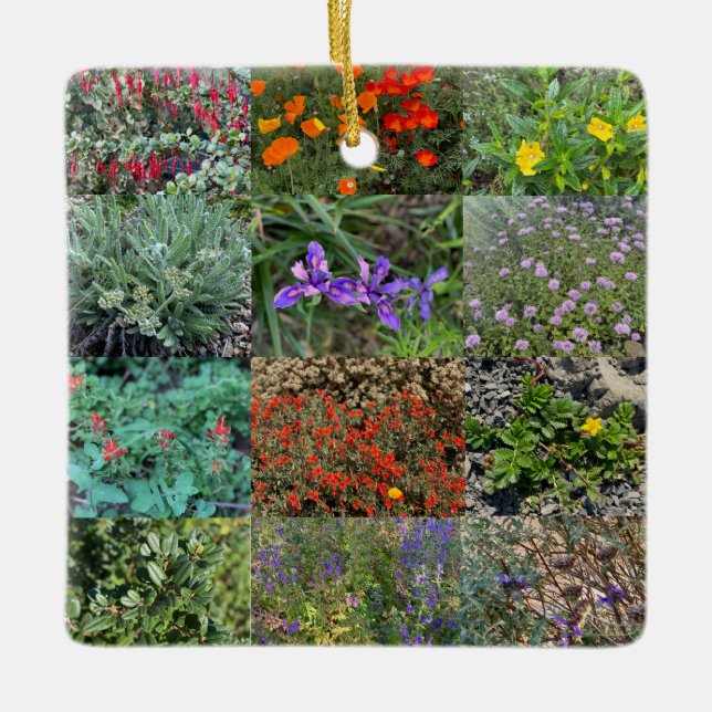 Ornamento De Cerâmica Cores Nativas da Califórnia 2020 (Frente)