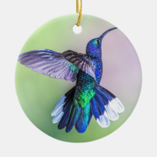 Ornamento De Cerâmica Costa Rica Roxo Hummingbird em um Pose Graciosa