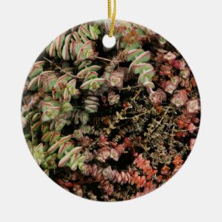 Ornamento De Cerâmica Crassula perforata