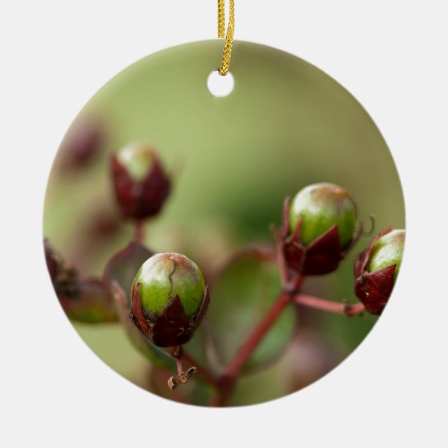 Ornamento De Cerâmica Crepe Myrtle Seed Pods (Frente)