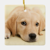 Crie Sua Própria Foto Personalizada de Animal de E