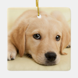 Ornamento De Cerâmica Crie Sua Própria Foto Personalizada de Animal de E