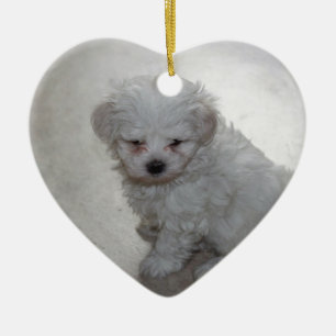 Ornamento De Cerâmica Cuppy Maltês (9 Meses De Idade)