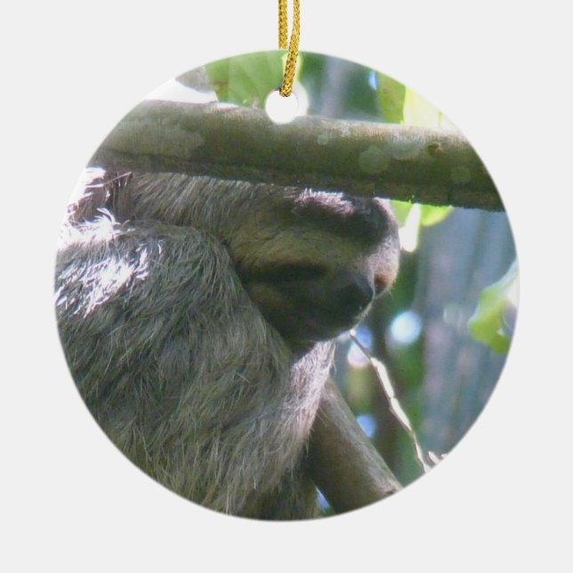 Ornamento De Cerâmica Cute Costa Rica Sloth Ornament (Frente)
