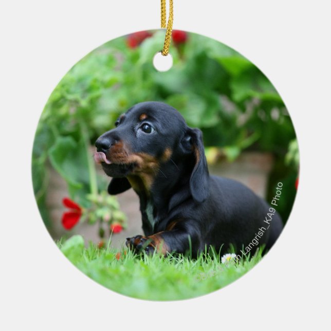 Ornamento De Cerâmica Dachshund diminuto Liso-de cabelo 1 (Frente)