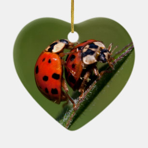 Ornamento De Cerâmica Damybugs Apaixonados
