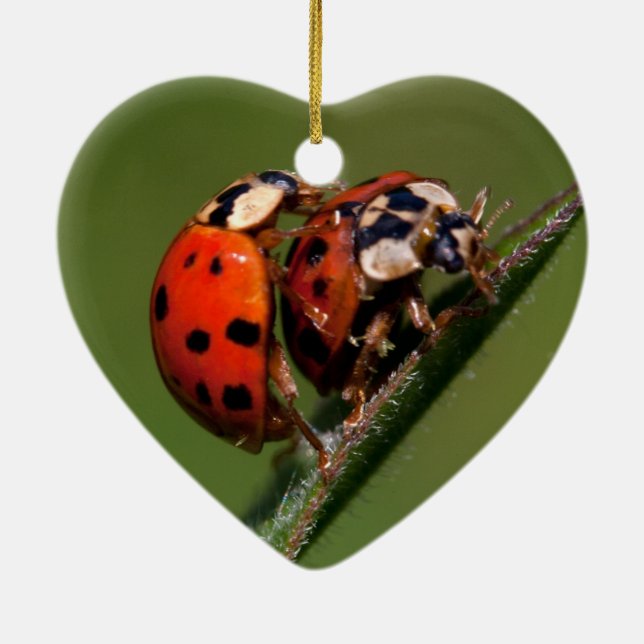 Ornamento De Cerâmica Damybugs Apaixonados (Verso)