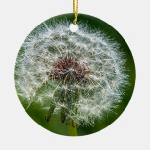 Ornamento De Cerâmica Dandelion Na Luz