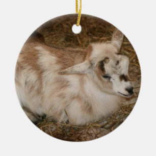 Ornamento De Cerâmica Direito doeling do bebê da cabra pequena peludo