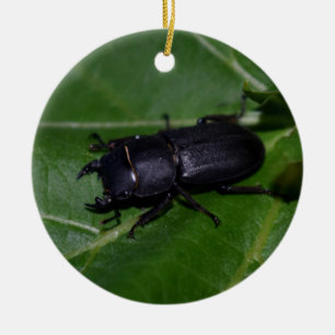 Ornamento De Cerâmica Dorcus parallelipipedus , o escaravelho inferior