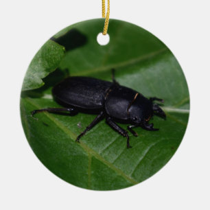 Ornamento De Cerâmica Dorcus parallelipipedus , o escaravelho inferior