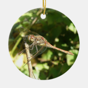 Ornamento De Cerâmica Dragonfly em uma Ornação de Twig