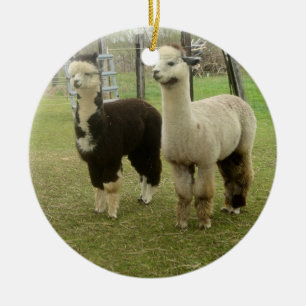 Ornamento De Cerâmica Duo da alpaca