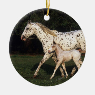 Ornamento De Cerâmica Égua e potro do Appaloosa no campo