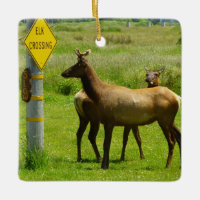 Elk Crossing California Wildlife