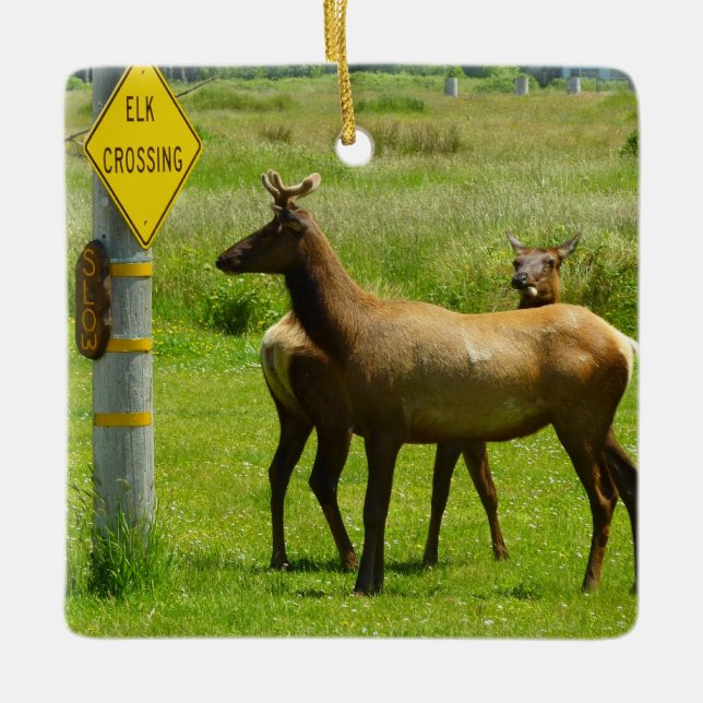 Ornamento De Cerâmica Elk Crossing California Wildlife (Frente)