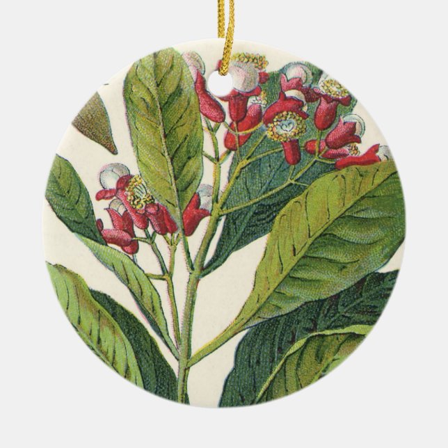 Ornamento De Cerâmica Ervas Temperos Alimentícios Antigos, Planta de Cra (Frente)