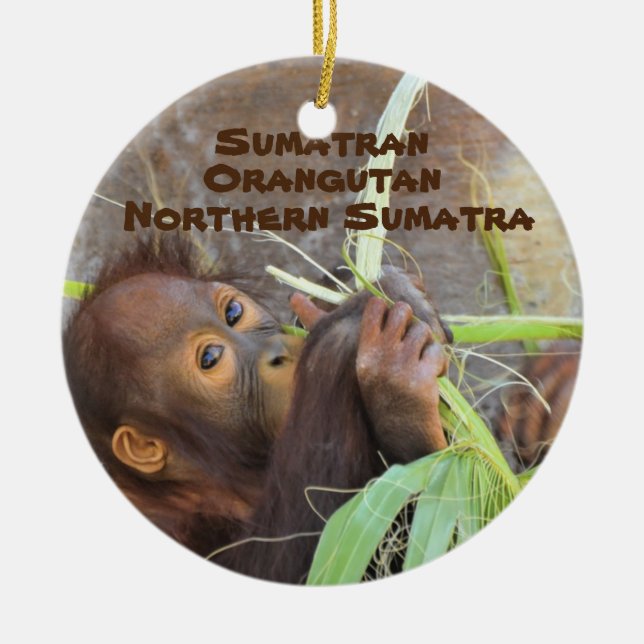 Ornamento De Cerâmica Espécies Ameaçadas de Extinção - Série Sumatran Or (Frente)
