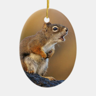Ornamento De Cerâmica Esquilo do canto