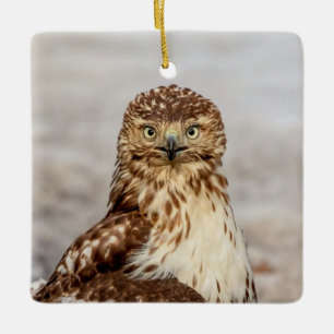 Ornamento De Cerâmica Falcão-de-cauda-vermelha imaturo no chão