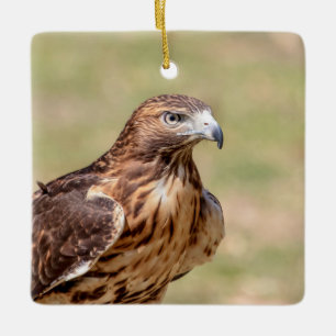 Ornamento De Cerâmica Falcão-de-cauda-vermelha no Hudson Valley