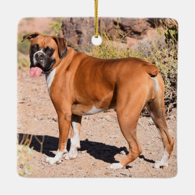 Ornamento De Cerâmica Fawn e White Boxer Puppy Dog (Verso)