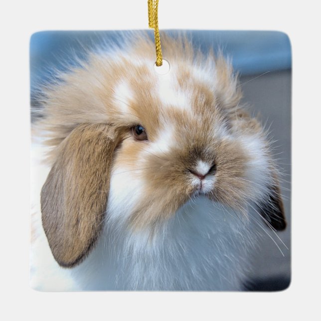 Ornamento De Cerâmica Felpudo Holland Mini Dwarf Lop Bunny Rabbit (Frente)