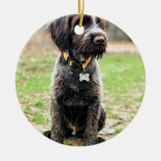 Ornamento De Cerâmica Filhote de cachorro apontar Griffon Wirehaired