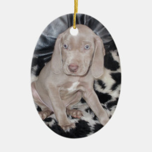 Ornamento De Cerâmica Filhote de cachorro de Weimaraner