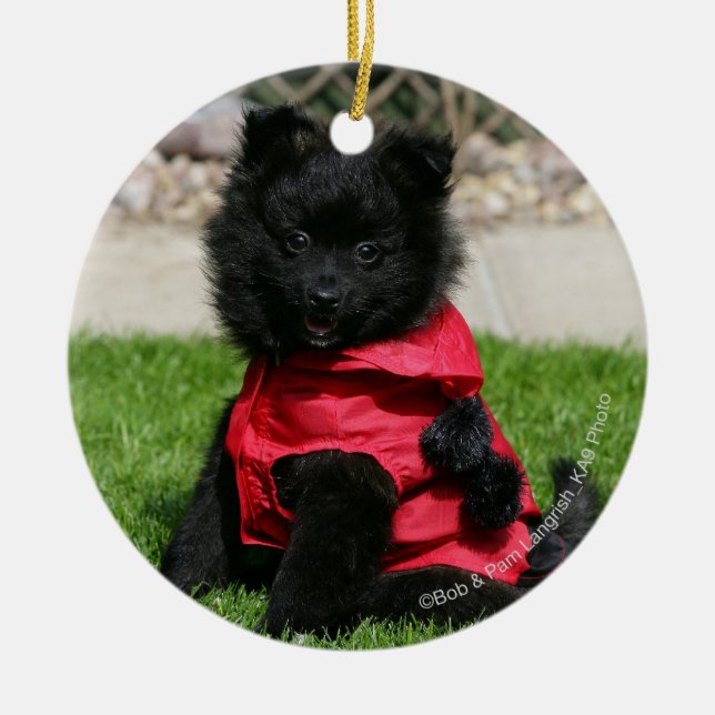 Ornamento De Cerâmica Filhote de cachorro preto de Pomeranian que olha a (Frente)