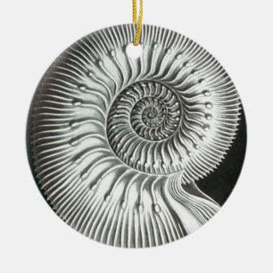 Ornamento De Cerâmica Fim bonito acima do design da imagem da amonite
